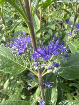 Caryopteris clandonensis 'Thetis'  -S- Bartblume 'Thetis'  -S-