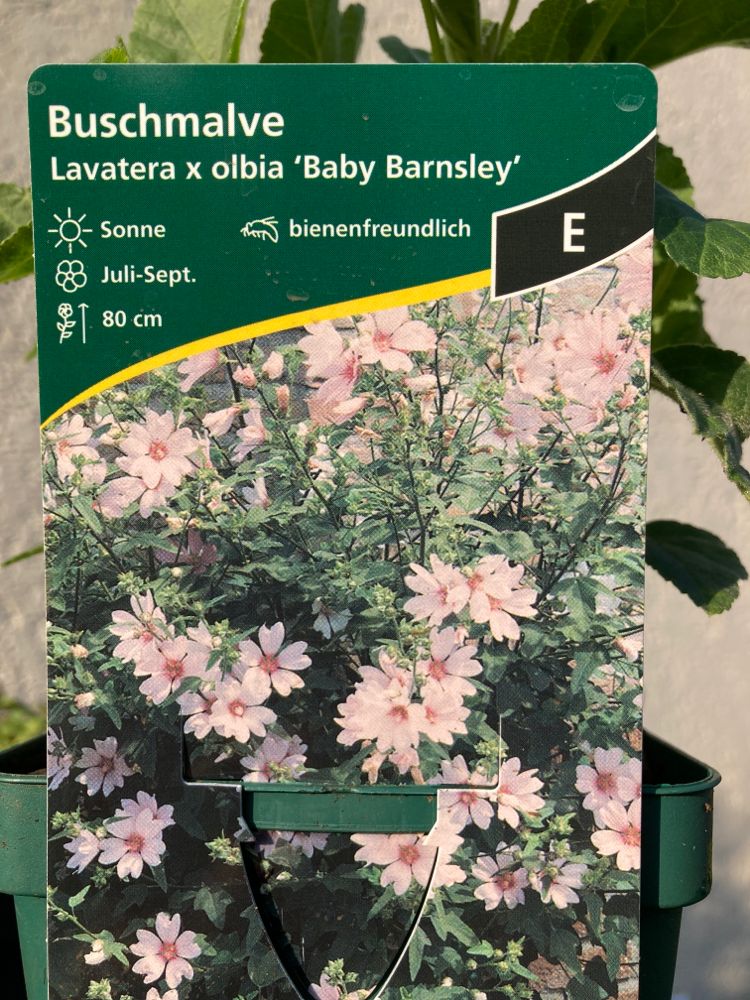 Lavatera x olbia 'Barnsley Baby'  -R- Buschmalve