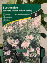 Lavatera x olbia 'Barnsley Baby'  -R- Buschmalve