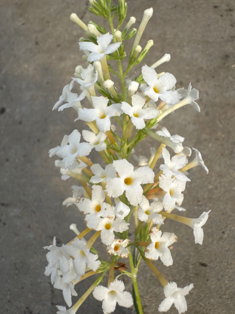 Buddleja dav. 'B. Candy' -R- Little White Sommerflieder  'B. Candy' -R- Little White