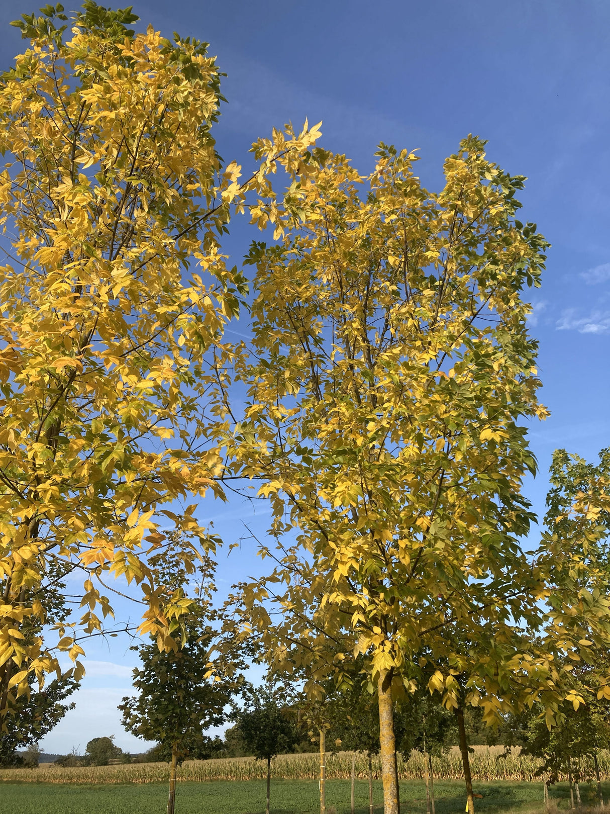 Fraxinus pennsylvanica 'Zundert' Rotesche 'Zundert'