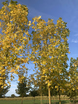 Fraxinus pennsylvanica 'Zundert' Rotesche 'Zundert'
