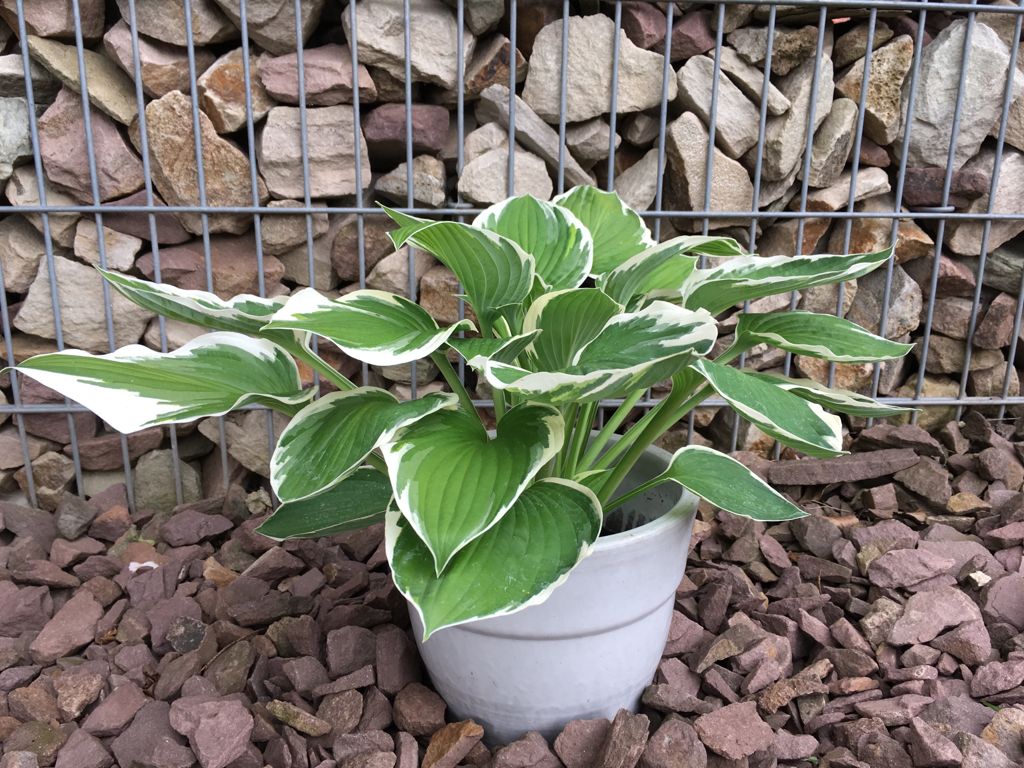 Hosta x fortunei 'Francee' Weißrand-Funkie