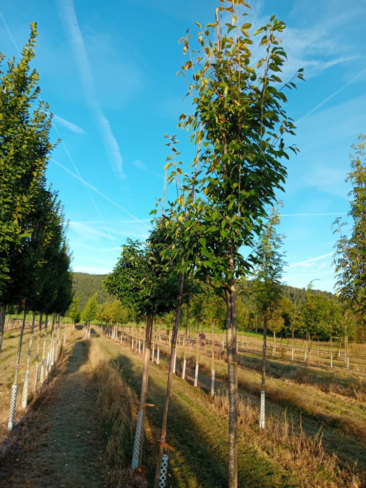 Amelanchier arborea 'Robin Hill' Felsenbirne 'Robin Hill'