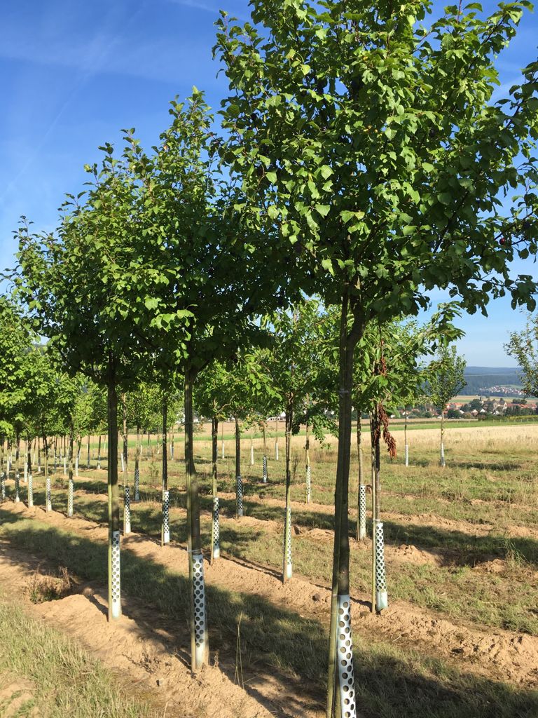 Prunus dom.'Bühler Frühzwetsche'       CAC Zwetsche 'Bühler Frühzwetsche'  mittelfrüh