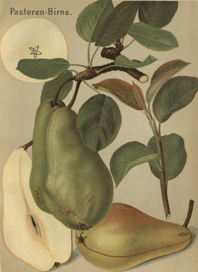 Pyrus com.'Pastorenbirne'              CAC Birne 'Pastorenbirne'               mittel