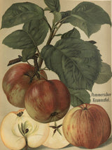 Malus 'Pommerscher Krummstiel'         CAC Apfel 'Pommerscher Krummstiel'      mittel