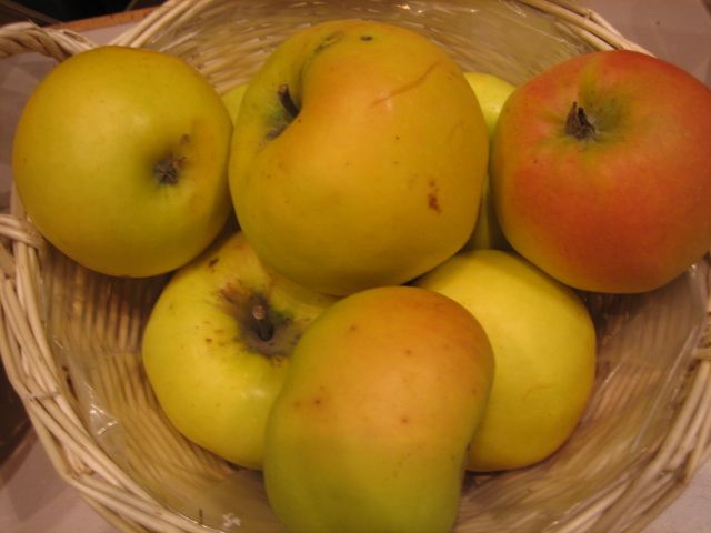 Malus 'Minister von Hammerstein'       CAC Apfel 'Minister von Hammerstein'      spät