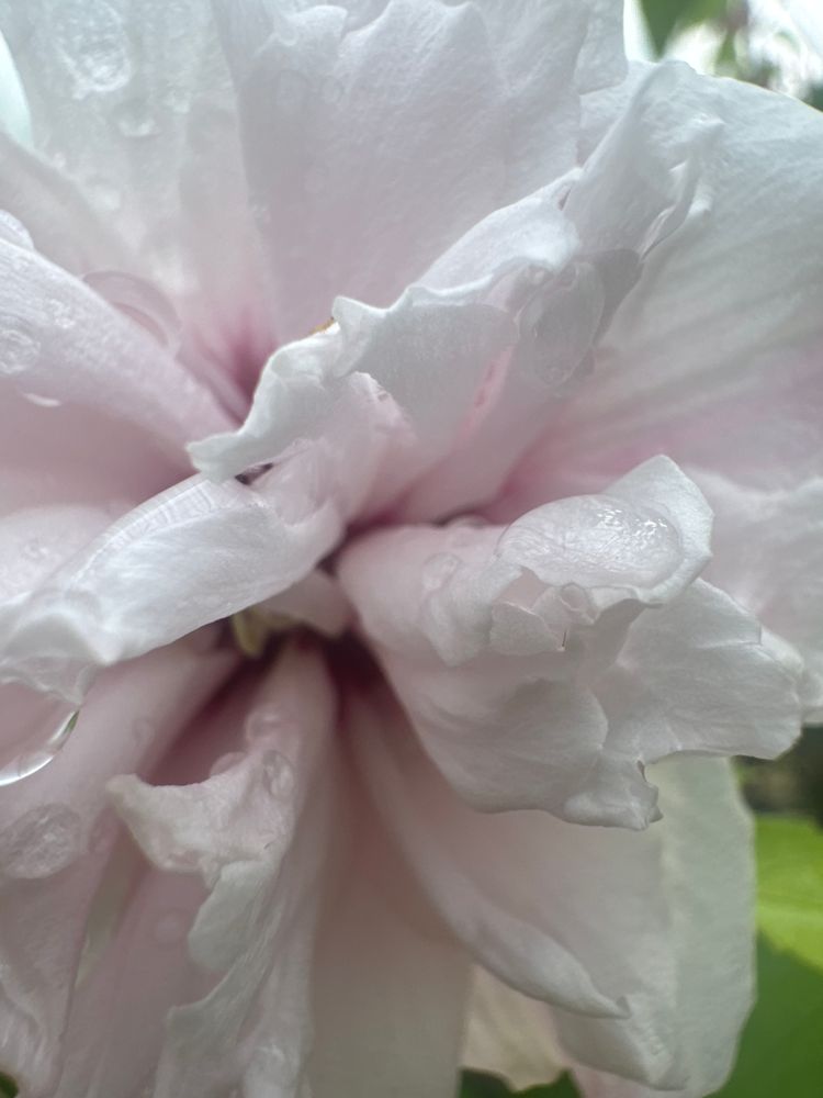 Hibiscus syriacus 'French Cabaret Pastel' Echter Roseneibisch 'French Cabaret Pastel'