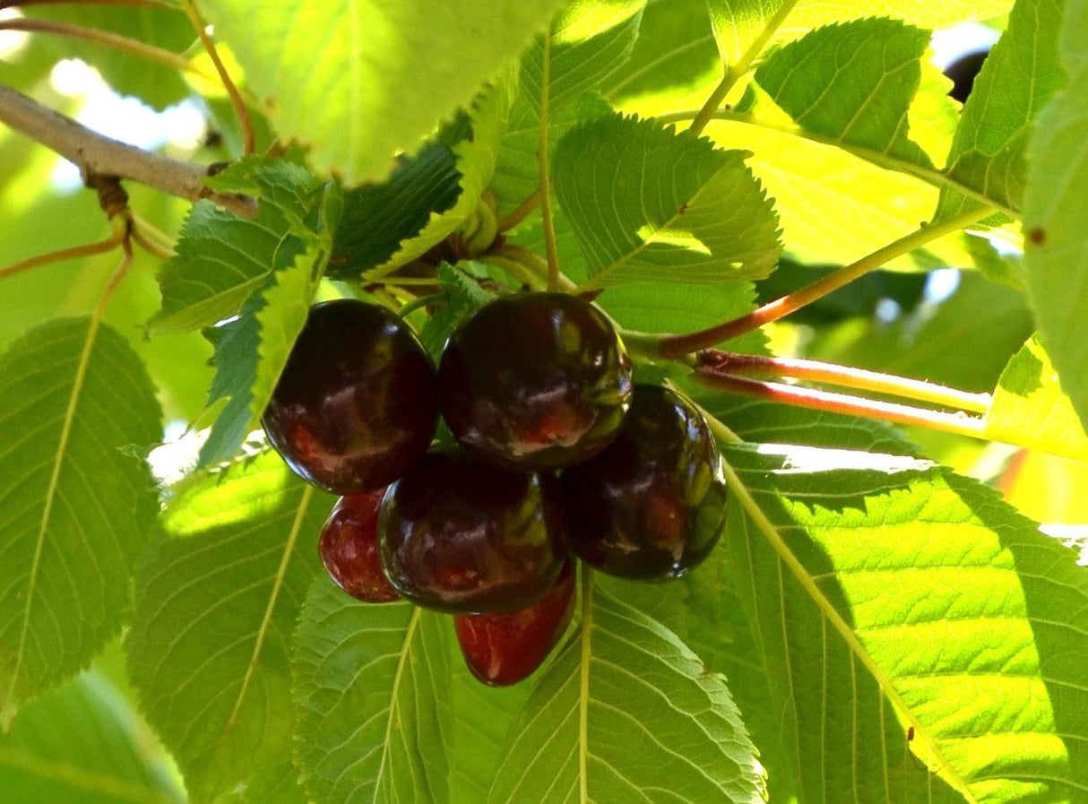 Prunus av.'Regina'                     CAC Süßkirsche 'Regina'                   7.KW