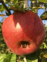 Malus 'Gewürzluikenapfel'              CAC Apfel 'Gewürzluikenapfel'           mittel