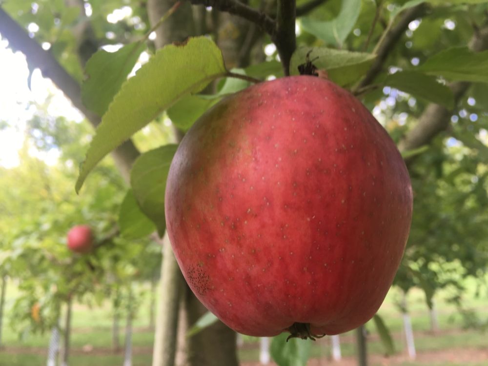 Malus 'Gewürzluikenapfel'              CAC Apfel 'Gewürzluikenapfel'           mittel