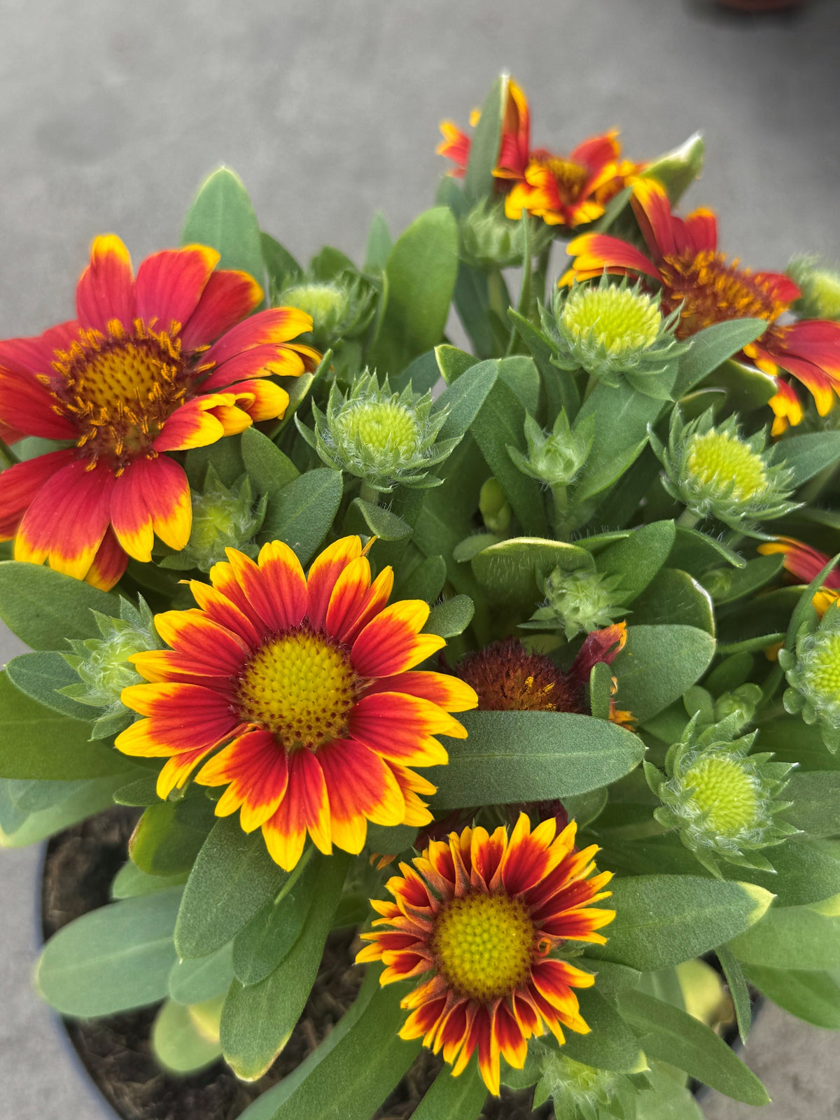 Gaillardia x grandiflora 'Kobold' Großblumige Kokardenblume