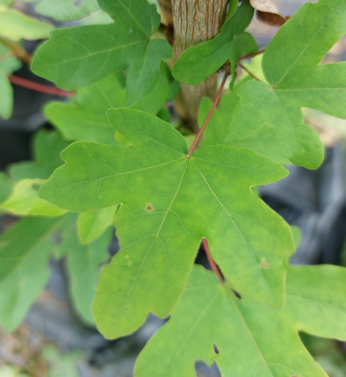 Acer campestre 'Huibers Elegant' Feldahorn