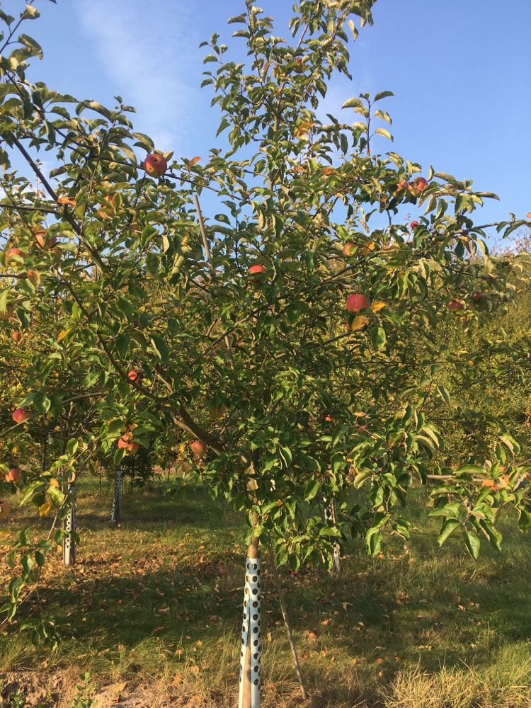 Malus 'Horneburger Pfannkuchena.'      CAC Apfel 'Horneburger Pfannkuchena.'     spät