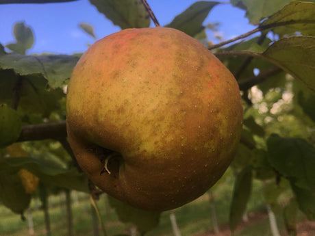 Malus 'Boskoop'                        CAC Apfel 'Boskoop'                       spät