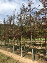 Malus 'Coccinella'  -R- Zierapfel 'Coccinella'  -R-