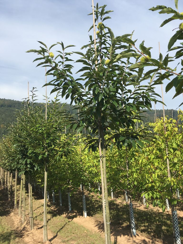 Castanea sativa Esskastanie