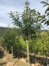 Castanea sativa Esskastanie