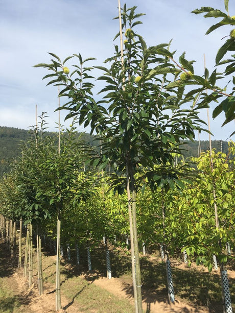 Castanea sativa Esskastanie