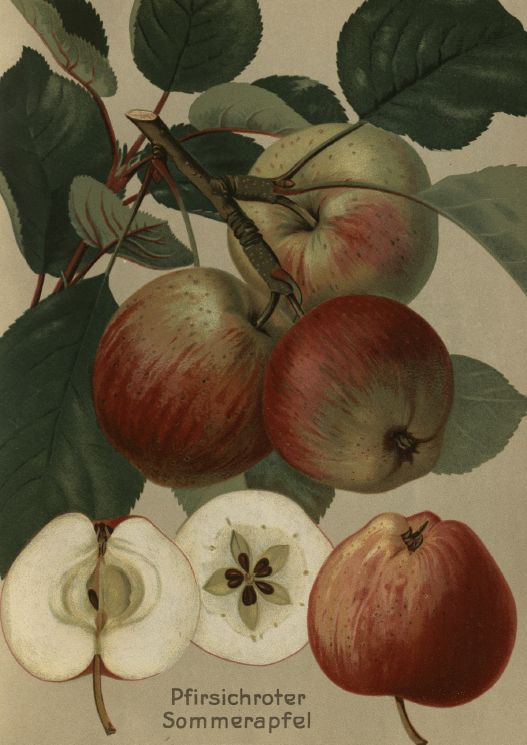 Malus 'Pfirsichroter Sommerapfel'      CAC Apfel 'Pfirsichroter Sommerapfel'     früh