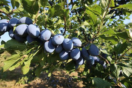 Prunus dom.'Blue Frost'  -R-           CAC Zwetsche 'Blue Frost'  -R-