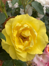 Rosa 'Friesia'  -R-                     BT III Beetrose 'Friesia'  -R-