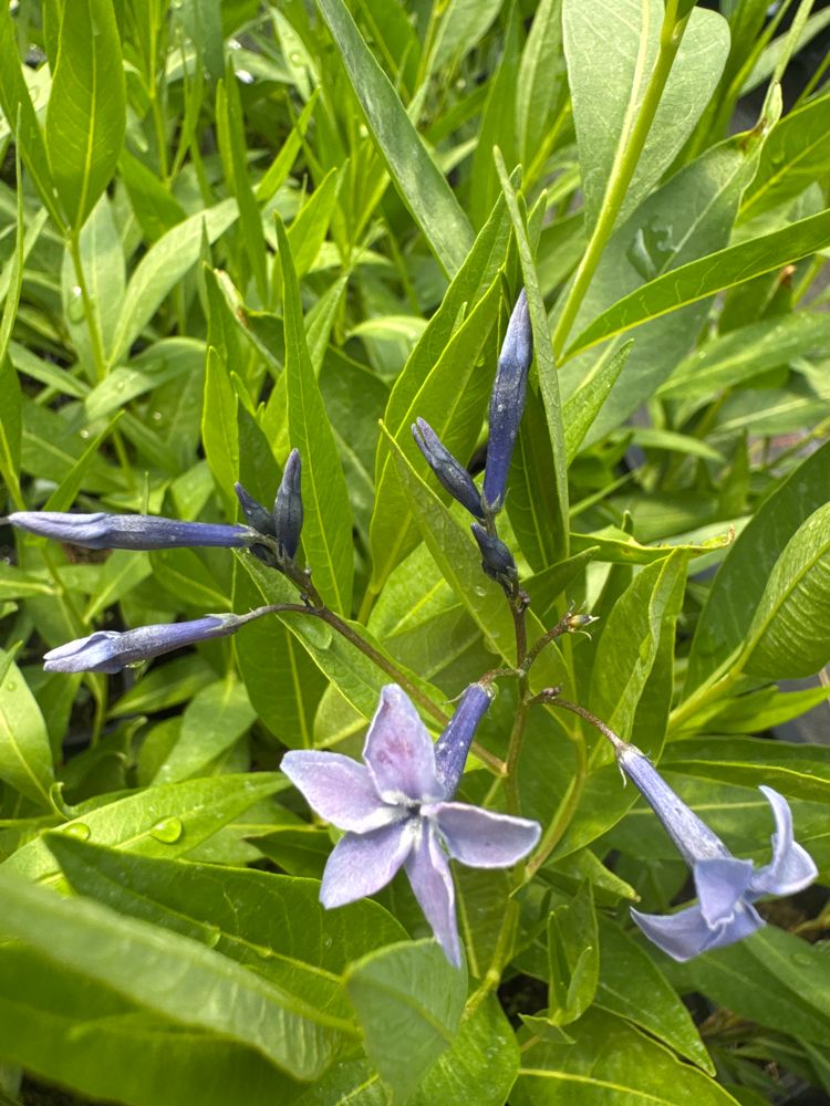 Amsonia tabernaemontana 'Blue Ice' Blausternbusch