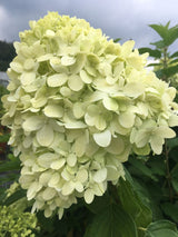 Hydrangea panic. 'Limelight'  -S- Rispenhortensie 'Limelight'  -S-  Premiumgehölz