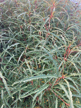 Fagus sylvatica 'Asplenifolia' Farnblättrige Rotbuche
