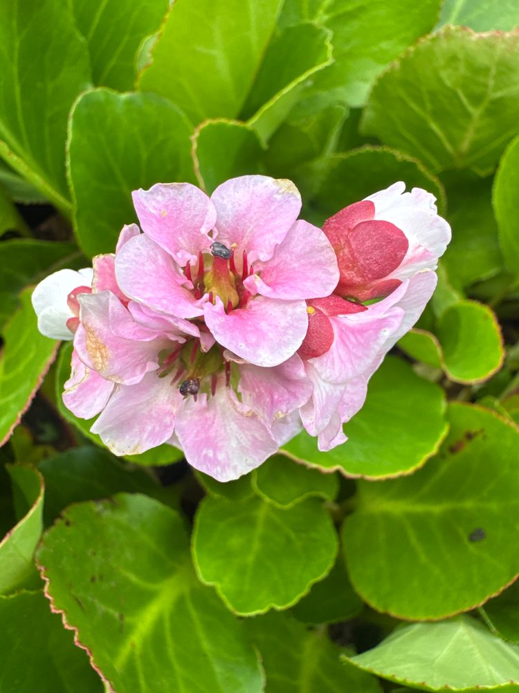 Bergenia cordifolia 'Baby Doll' Bergenie
