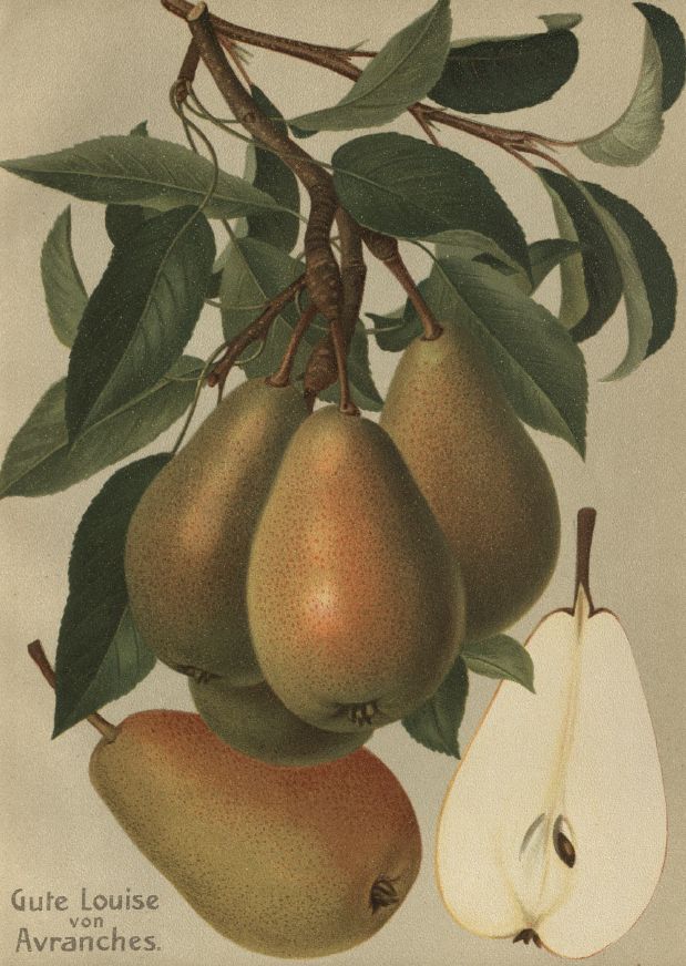 Pyrus com.'Gute Luise v.Avranches'     CAC Birne 'Gute Luise von Avranches'    mittel