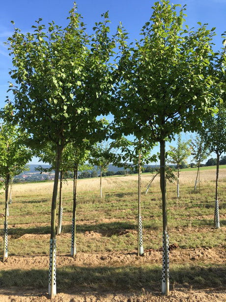 Prunus dom.'Bühler Frühzwetsche'       CAC Zwetsche 'Bühler Frühzwetsche'  mittelfrüh