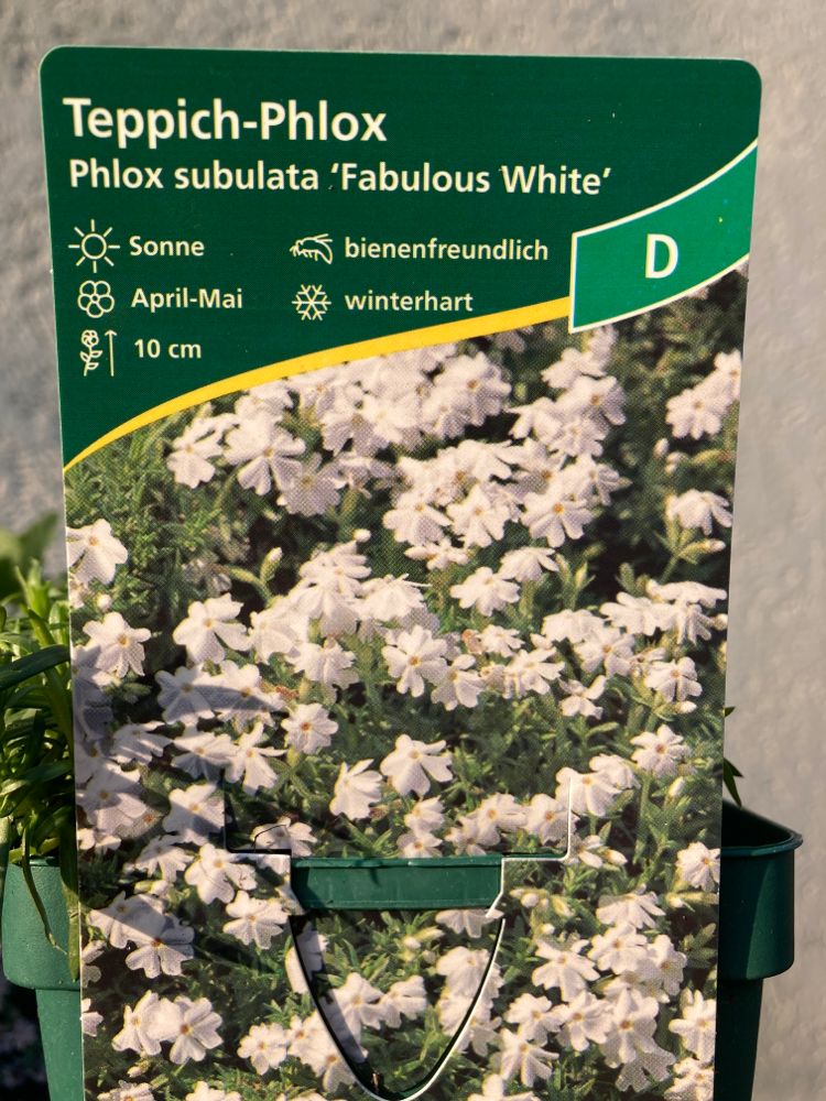 Phlox subulata 'White Delight' Polster-Flammenblume