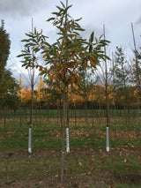 Castanea sativa Esskastanie