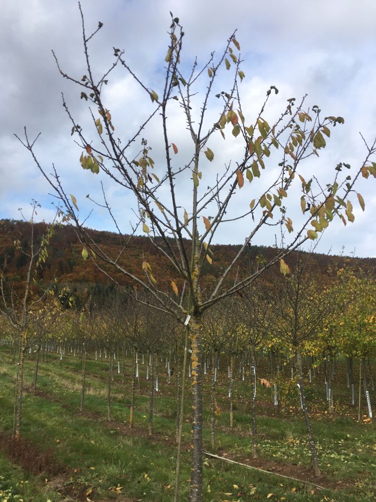 Prunus av.'Burlat'                     CAC Süßkirsche 'Burlat'                   2.KW