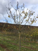 Prunus av.'Burlat'                     CAC Süßkirsche 'Burlat'                   2.KW