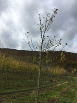 Prunus av.'Burlat'                     CAC Süßkirsche 'Burlat'                   2.KW