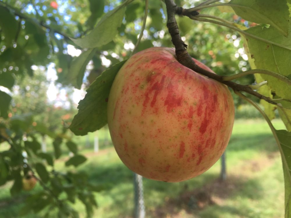 Malus 'Rebella'  -S-                   CAC Apfel 'Rebella'  -S-