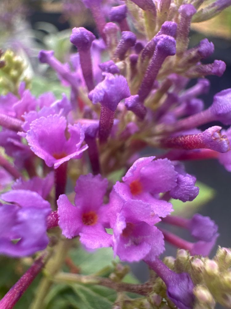 Buddleja dav. 'B. Candy' -R- Little Lila Sommerflieder  'B. Candy' -R- Little Lila