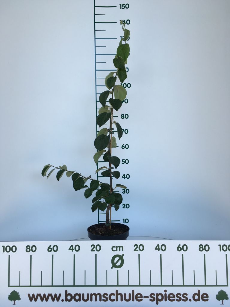 Cydonia 'Portugiesische'               CAC Quitte 'Portugiesische'