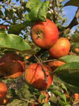 Malus 'Rubinette'  -R-                 CAC Apfel 'Rubinette'  -R-              mittel