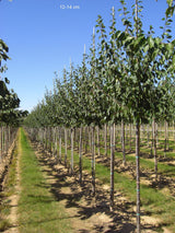 Prunus dom.'Wangenhm. Frühzwetsche'    CAC Zwetsche 'Wangenheimer Frühzwetsche'