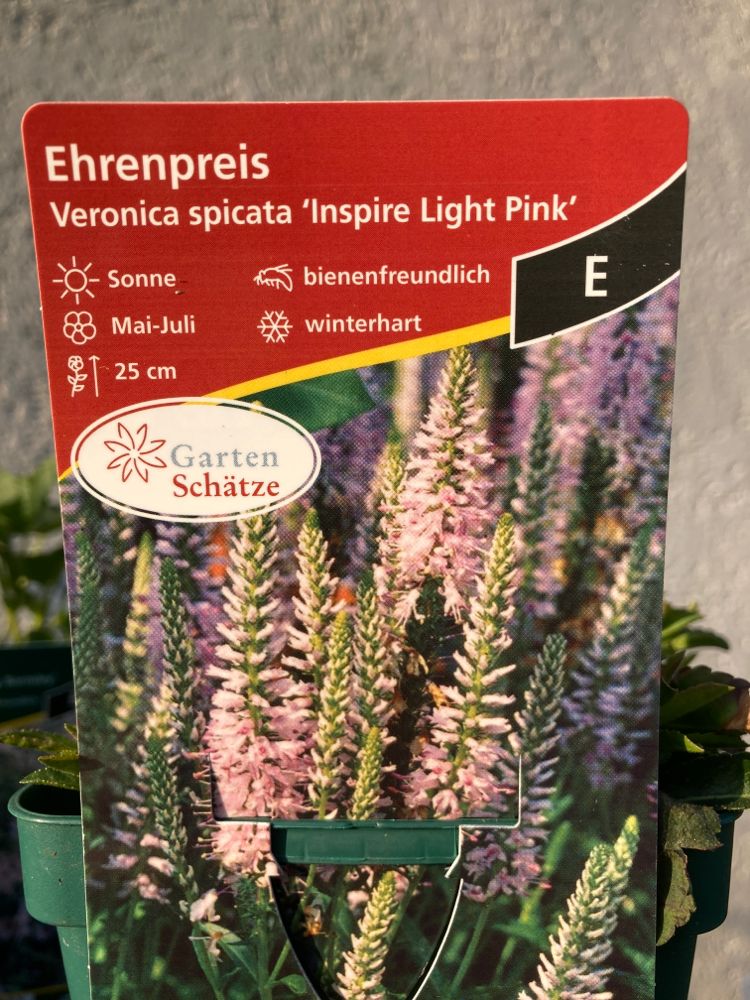 Veronica spicata 'Inspire Pink'  -R- Scheinähriger Ehrenpreis