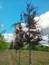 Fagus sylvatica 'Swat Magret' Blutbuche 'Swat Magret'