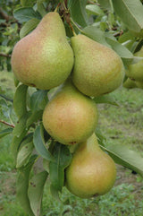 Pyrus com.'Harrow Sweet'  -S-          CAC Birne 'Harrow Sweet'  -S-