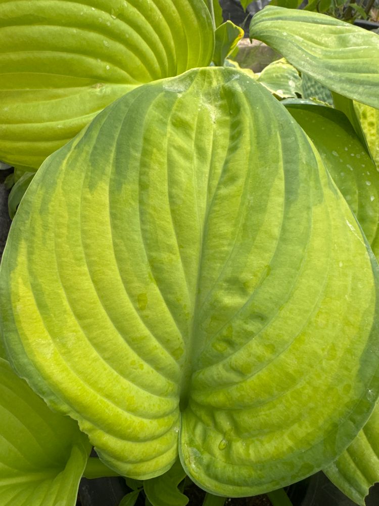Hosta plantaginea 'Guacamole' Duftende Grünrand-Gold-Funkie