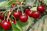Prunus av.'Große Schwarze Knorpelk.'   CAC Süßkirsche 'Große Schw.Knorpelkirsche'6.KW