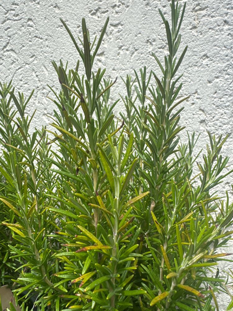 Rosmarinus officinalis Rosmarin