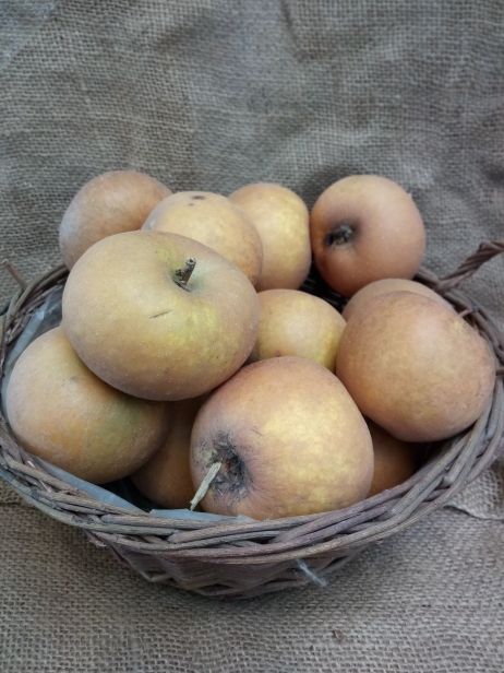 Malus 'Zabergäu Renette'               CAC Apfel 'Zabergäu Renette'            mittel